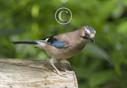  Jay DM1746